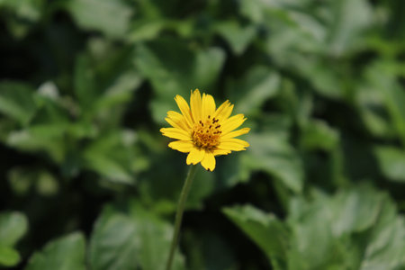 Yellow Wedelia trilobata flower are blooming in the garden