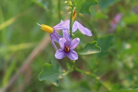 Solanum trilobatum flower are blooming in the forestの写真素材