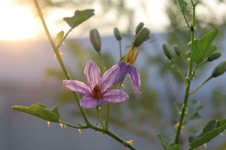 Solanum trilobatum flower are blooming in the forestの写真素材