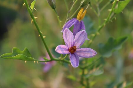 Solanum trilobatum flower are blooming in the forestの写真素材