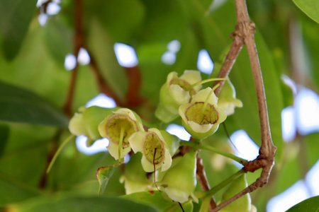 Rose Apple green fruit are growing on treeの写真素材
