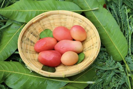 Tomato fruits on the basketの写真素材