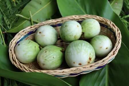 Solanum virginianum fruits on basketの写真素材