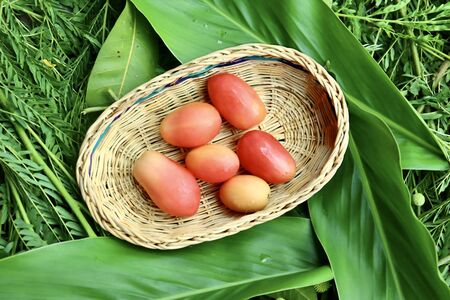 Tomato fruits on the basketの写真素材