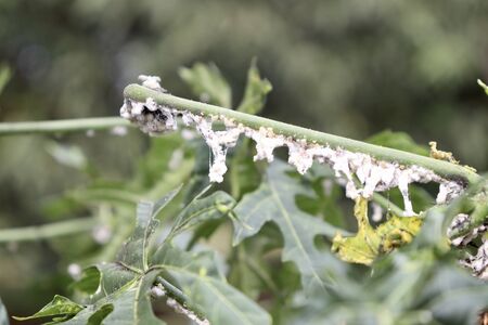 Maconellicoccus hirsutus on Cnidoscolus chayamansa treeの写真素材