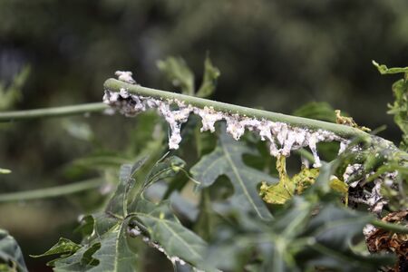 Maconellicoccus hirsutus on Cnidoscolus chayamansa treeの写真素材