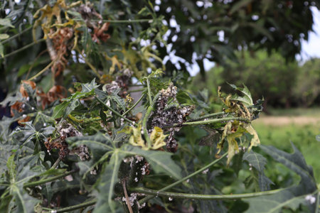Maconellicoccus hirsutus on Cnidoscolus chayamansa tree