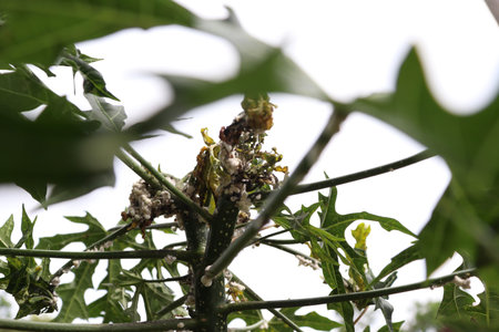 Maconellicoccus hirsutus on Cnidoscolus chayamansa tree