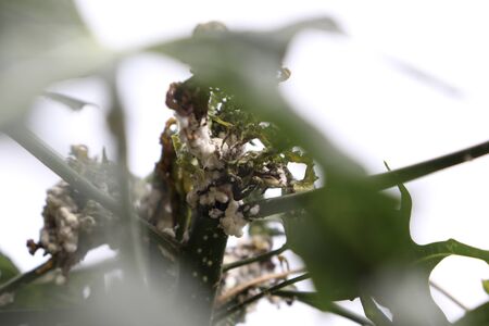 Maconellicoccus hirsutus on Cnidoscolus chayamansa treeの写真素材