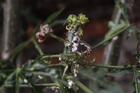 Maconellicoccus hirsutus on Cnidoscolus chayamansa treeの写真素材
