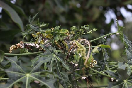 Maconellicoccus hirsutus on Cnidoscolus chayamansa treeの写真素材