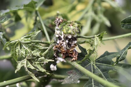 Maconellicoccus hirsutus on Cnidoscolus chayamansa treeの写真素材