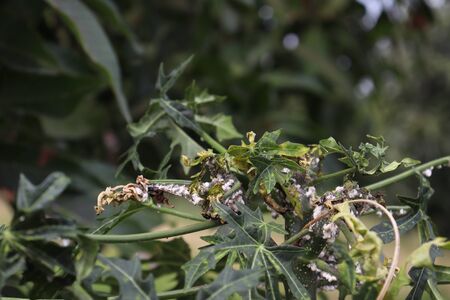 Maconellicoccus hirsutus on Cnidoscolus chayamansa treeの写真素材