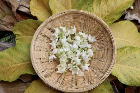 white Vallaris glabra flower on basketの写真素材