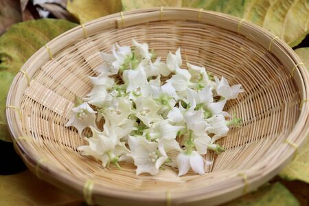 white Vallaris glabra flower on basketの写真素材