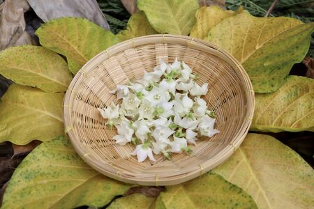 white Vallaris glabra flower on basketの写真素材