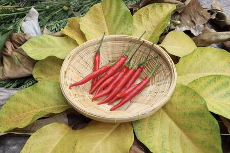 red Capsicum frutescens on leafの写真素材