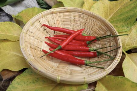 red Capsicum frutescens on leafの写真素材