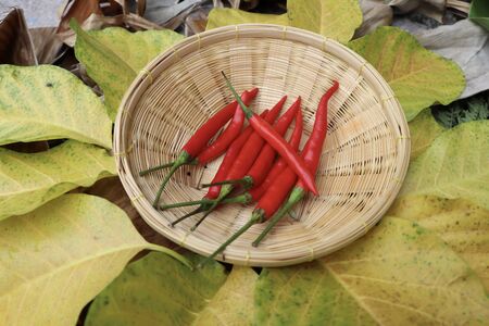 red Capsicum frutescens on leafの写真素材