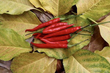 red Capsicum frutescens on leafの写真素材