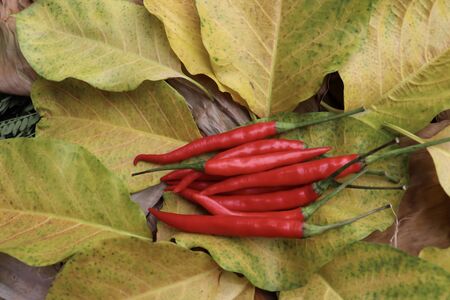 red Capsicum frutescens on leafの写真素材