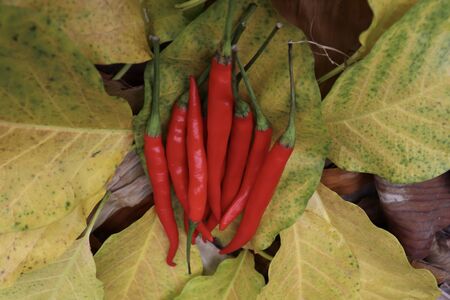 red Capsicum frutescens on leafの写真素材