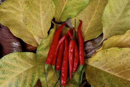 red Capsicum frutescens on leafの写真素材