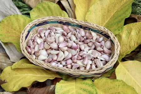 Allium sativum on the basketの写真素材