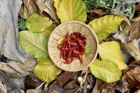 red Capsicum frutescens on leafの写真素材