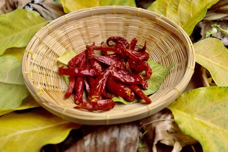 red Capsicum frutescens on leafの写真素材