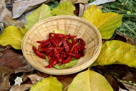 red Capsicum frutescens on leafの写真素材