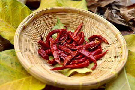 red Capsicum frutescens on leafの写真素材