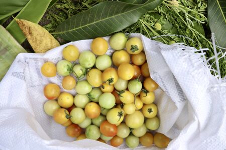Tomato fruits on white bagの写真素材