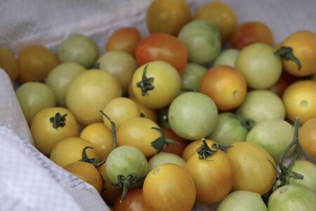 Tomato fruits on white bagの写真素材