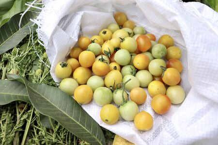 Tomato fruits on white bagの写真素材
