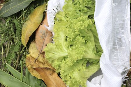 green Lactuca sativa in white bagの写真素材