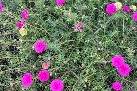 Portulaca oleracea is blooming at noonの写真素材
