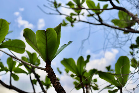 Terminalia catappa are growing at summer