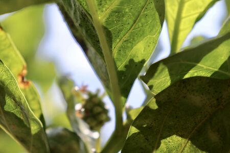 Great morinda fruit are growing and skyの写真素材
