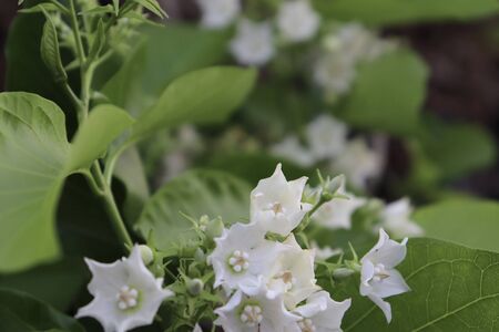 white Vallaris glabra flower are blooming at day and nature backgroundの写真素材