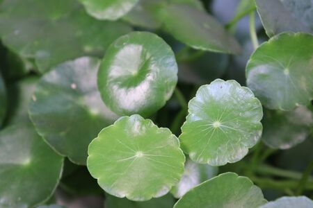 Centella asiatica are growing in the gardenの写真素材