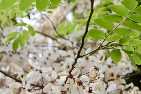 Pink shower are blooming on treetop in the garden at summer thailandの写真素材