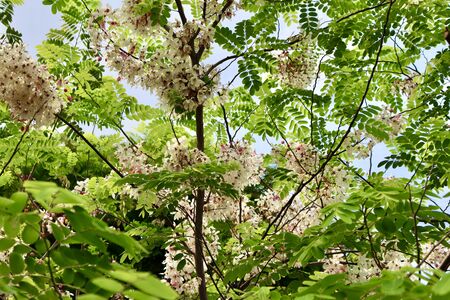 Pink shower are blooming on treetop in the garden at summer thailandの写真素材