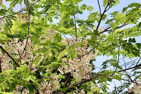 Pink shower are blooming on treetop in the garden at summer thailandの写真素材