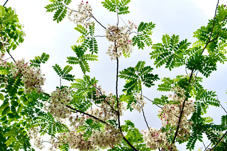 Pink shower are blooming on treetop in the garden at summer thailandの写真素材