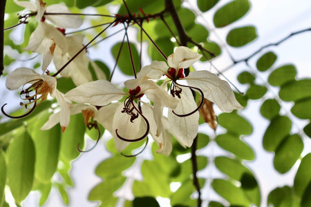 Pink shower are blooming on treetop in the garden at summer thailand