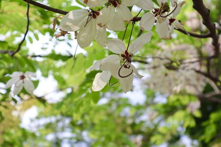 Pink shower are blooming on treetop in the garden at summer thailandの写真素材