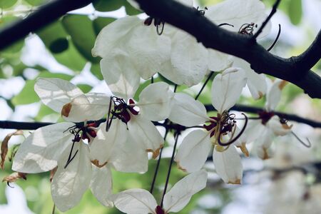 Pink shower are blooming on treetop in the garden at summer thailandの写真素材