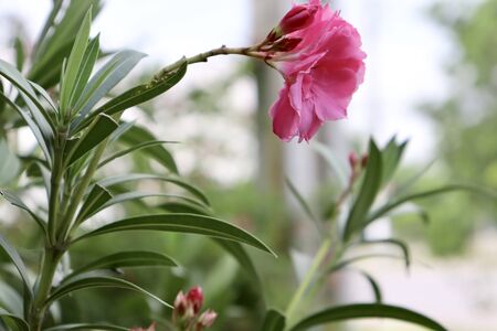 Pink Nerium oleander are bloomingの写真素材