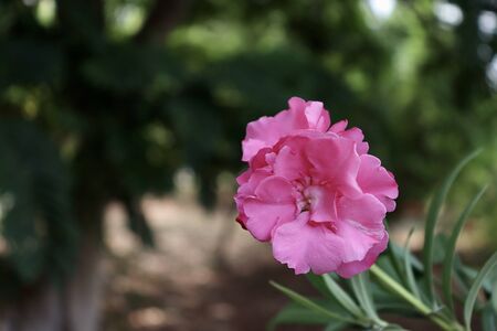 Pink Nerium oleander are bloomingの写真素材